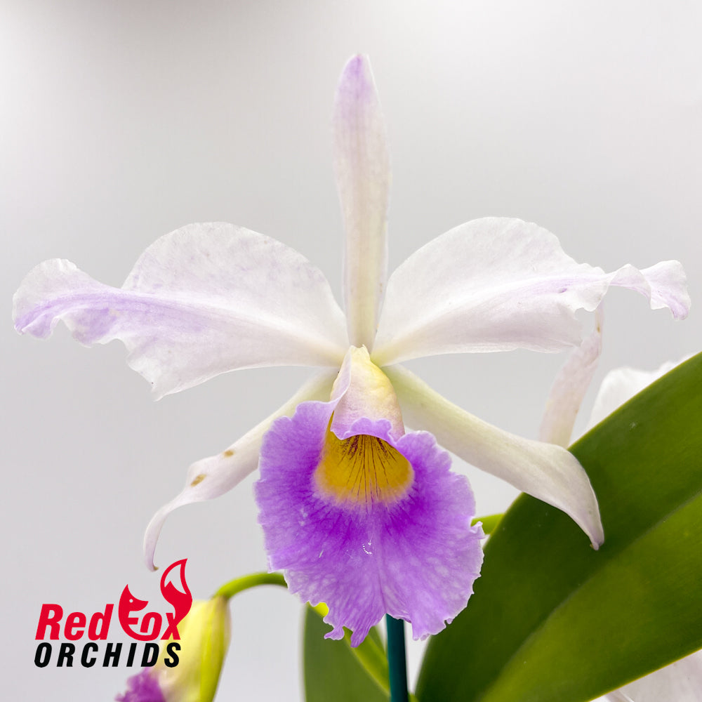 Cattleya Bella