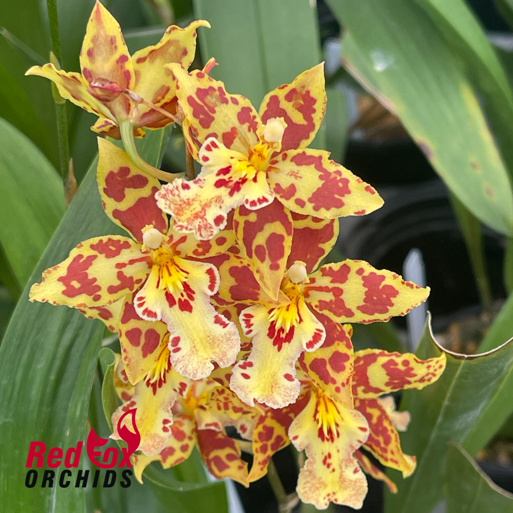 Wilsonara 'Tiger Tail'