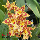 Wilsonara 'Tiger Tail'