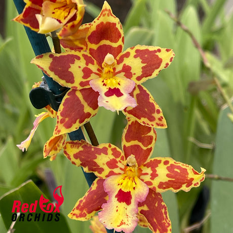 Wilsonara 'Tiger Tail'
