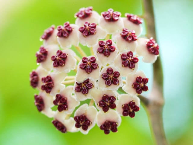 Hoya kerrii