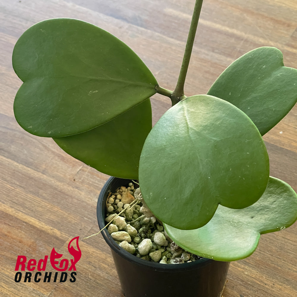 Hoya kerrii