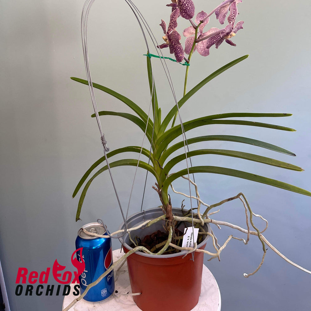 Vanda Kultana  Scarlet x Vanda tessellata