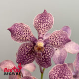 Vanda Kultana  Scarlet x Vanda tessellata