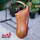 Nepenthes ventricosa