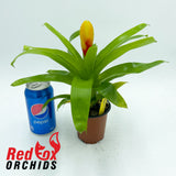 Vriesea Delphinus