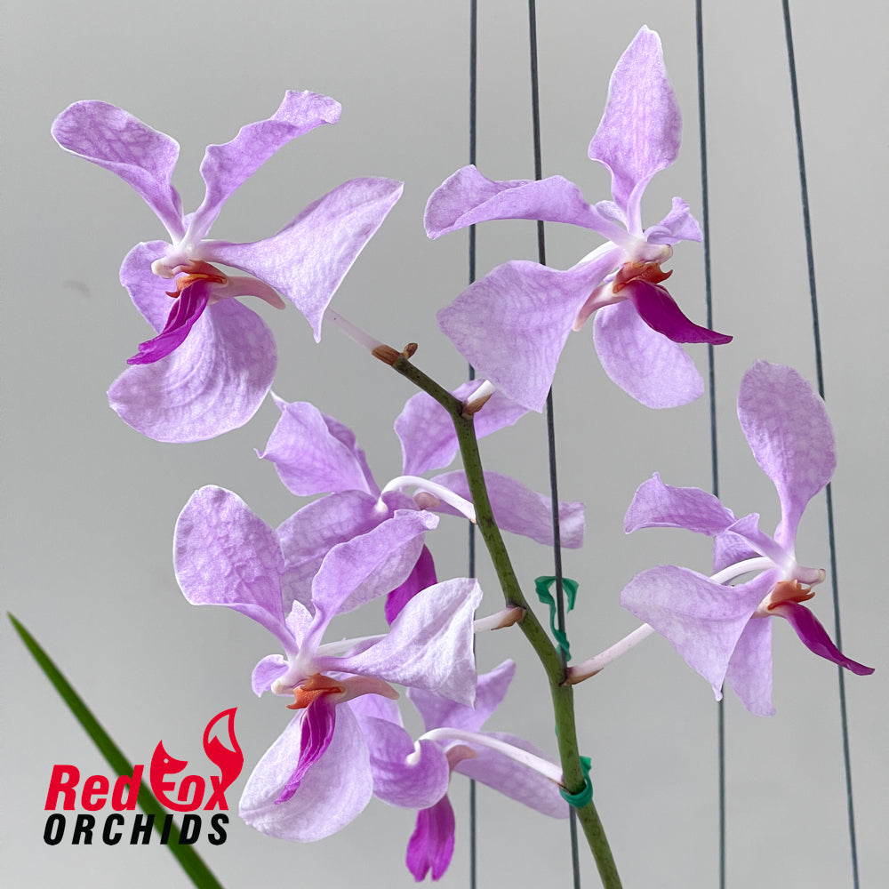 Holcoglossum kimballianum x Vanda coerulea