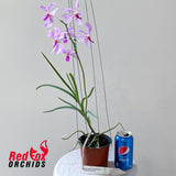 Holcoglossum kimballianum x Vanda coerulea