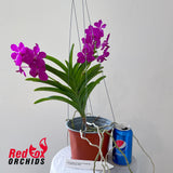 Vanda (pimporn x chiang rai x sanderiana) x Gordon Dillon
