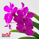 Vanda (pimporn x chiang rai x sanderiana) x Gordon Dillon
