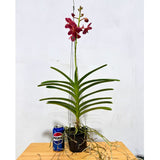 Renantanda Cherry Rose
