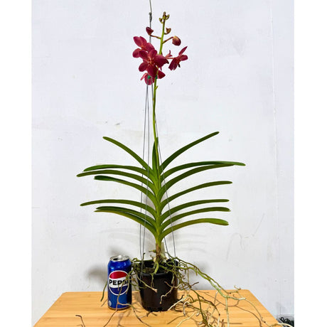 Renantanda Cherry Rose