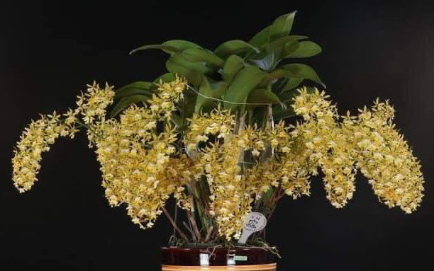 Epidendrum stamfordianum