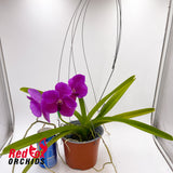 Vanda Robert's Delight 'Pink'