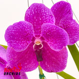 Vanda Robert's Delight 'Pink'