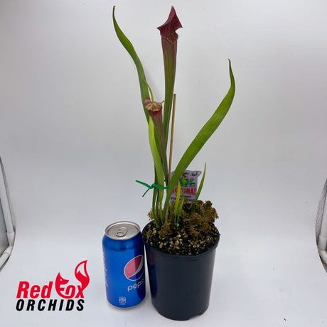 Sarracenia