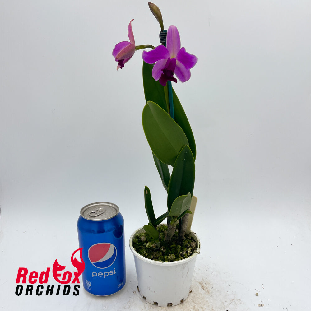 Brassolaeliocattleya Topaz Suitor [Pot Size: 100mm]