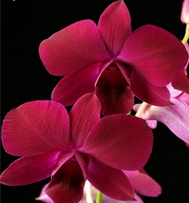 Dendrobium Roselle Red