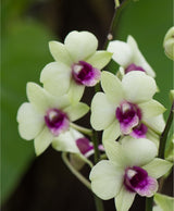 Dendrobium Jade Junior