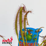 Drosera capensis Giant