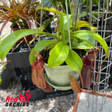 Nepenthes ventricosa x xtrusmadiensis