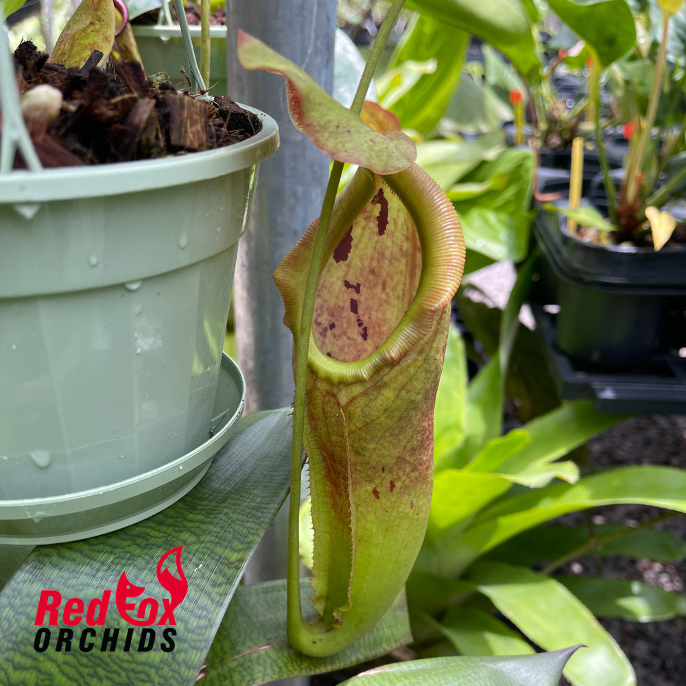 Nepenthes (lowii x adrianii) x Rokko