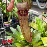 Nepenthes (ventricosa x sibuyanensis) x Rokko