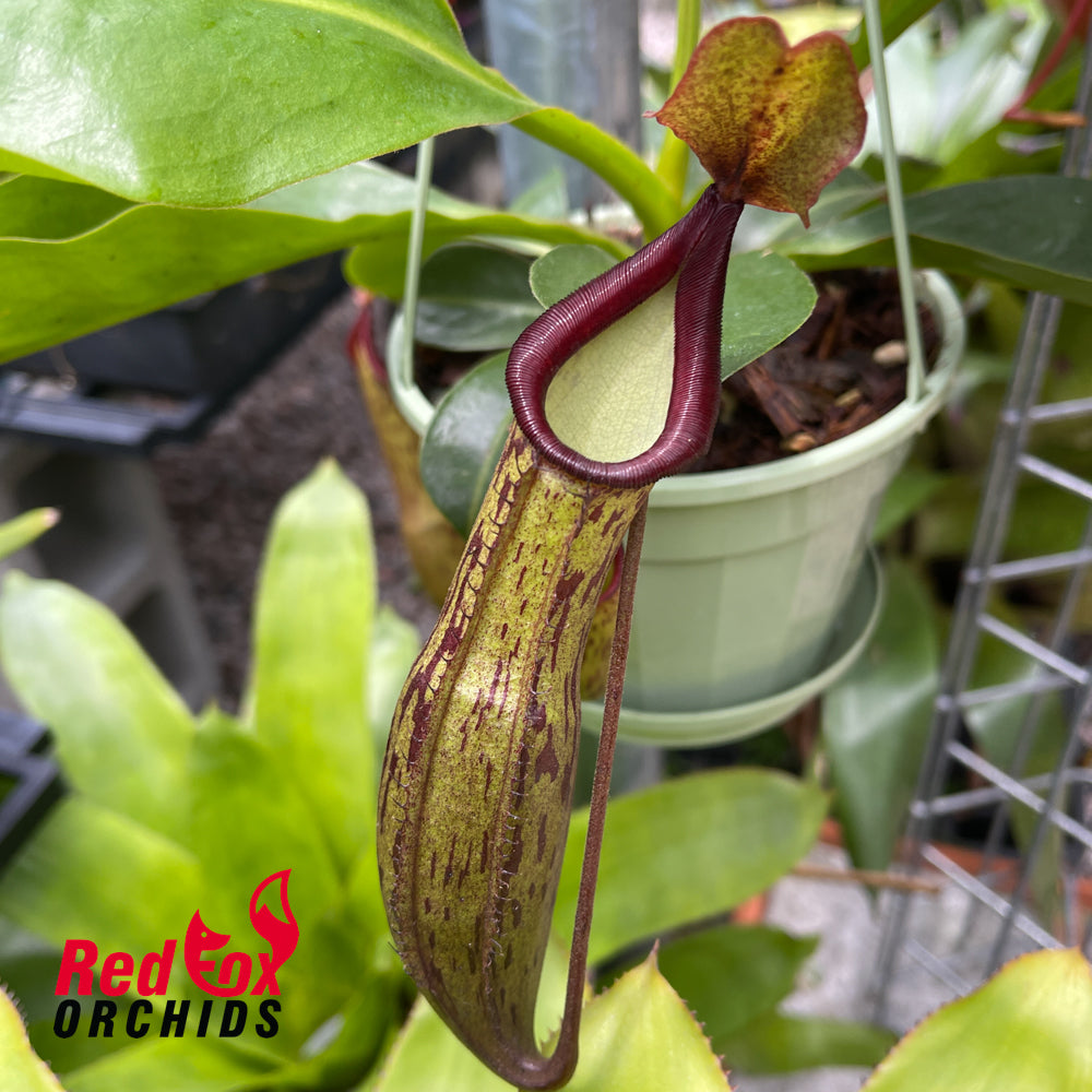Nepenthes [(lowii x veitchii) x baschiana] x (Rokko x alata)