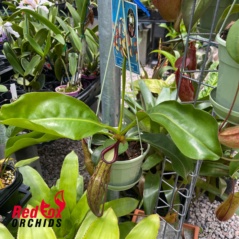 Nepenthes [(lowii x veitchii) x baschiana] x (Rokko x alata)