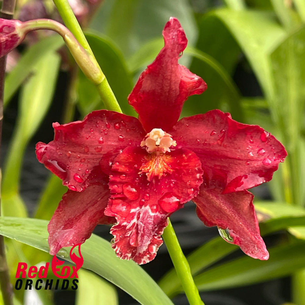 Wilsonara Red Silk 'HOF'