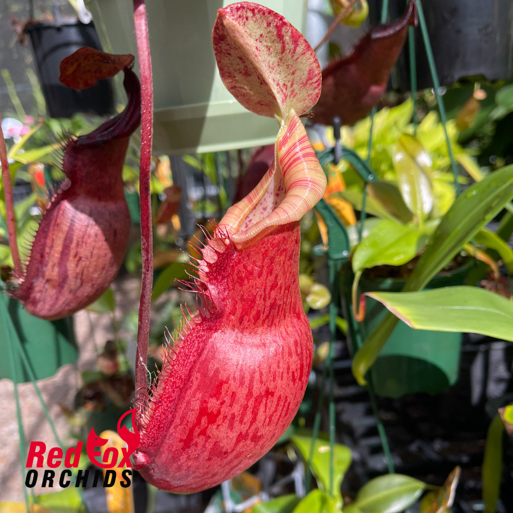 Nepenthes peltata x (naga x bongso)