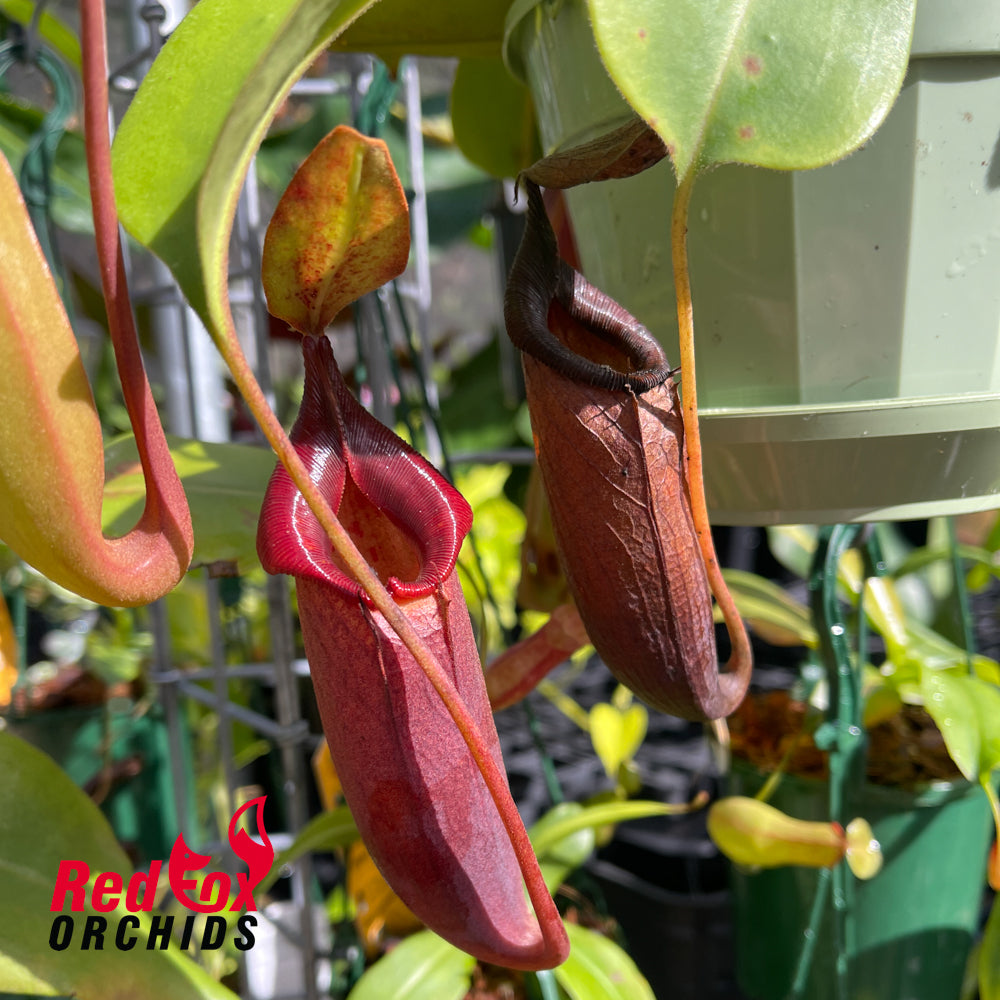 Nepenthes truncata x jacquelineae