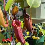 Nepenthes truncata x jacquelineae