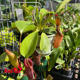 Nepenthes truncata x jacquelineae