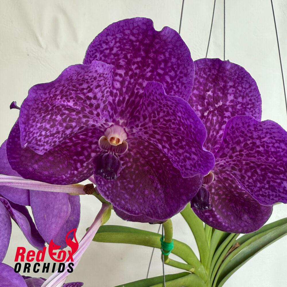 Vanda Fuch's Delight x lenakamolphan x Bitz Heartthrob