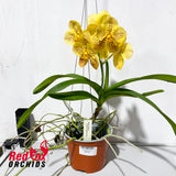 Vanda Kultana x Kultana Fuch's