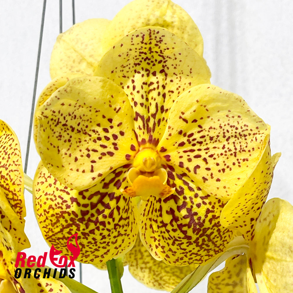 Vanda Kultana x Kultana Fuch's