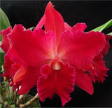 Cattleya Vallezac 'Evelyn'