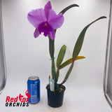 Rhyncholaeliocattleya Burdekin Dream 'DJ' x C. Caudebec 'Spots'