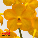 Vanda Ladda Gold