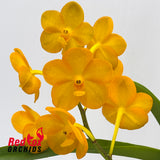 Vanda Ladda Gold