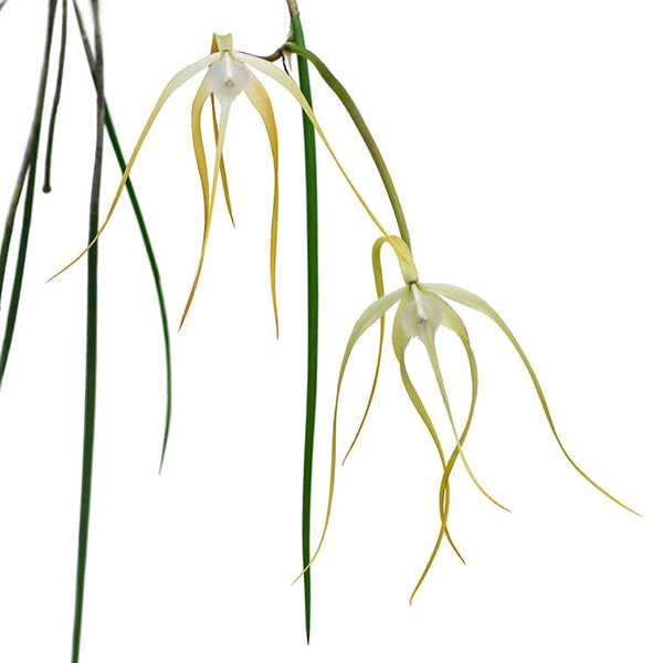 Brassavola cucullata x 'Tsai' x 'CH#2' x sib