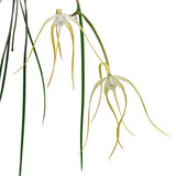 Brassavola cucullata x 'Tsai' x 'CH#2' x sib