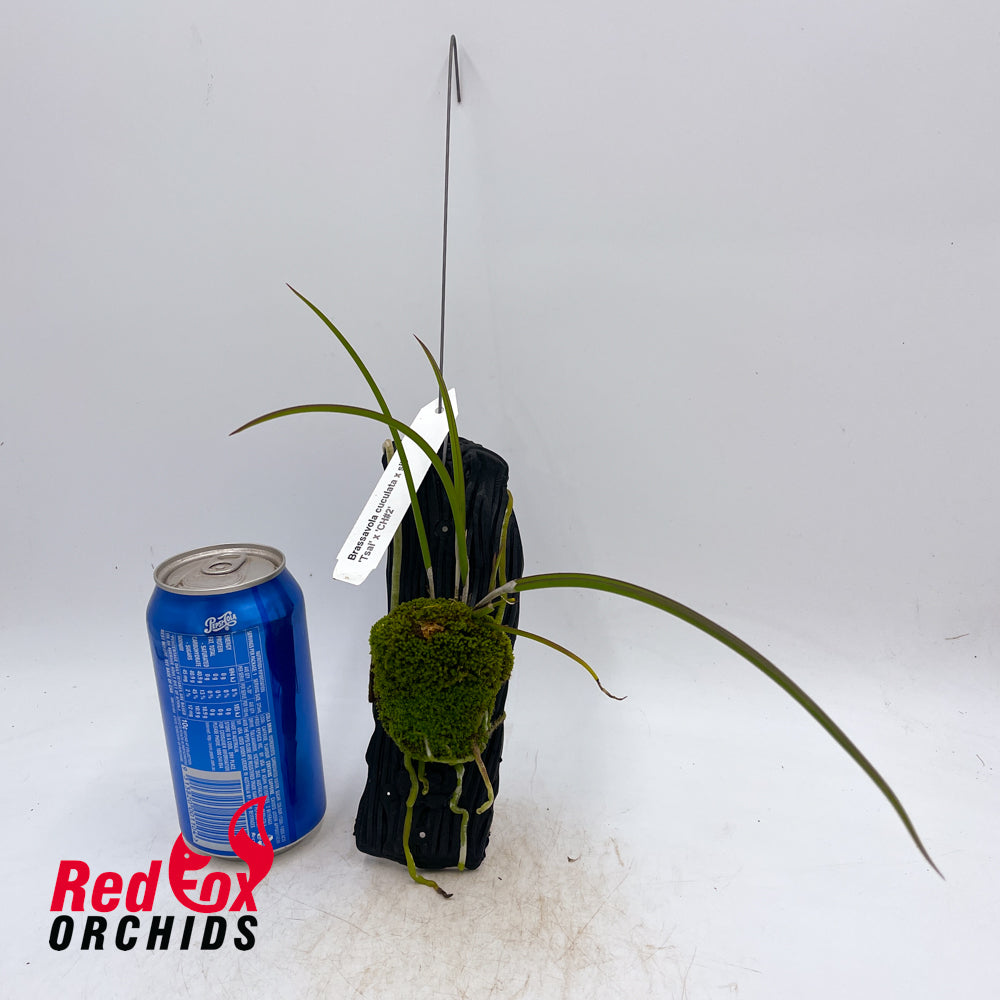 Brassavola cucullata x 'Tsai' x 'CH#2' x sib