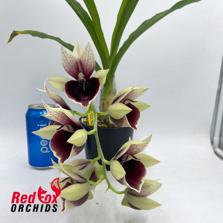 Catasetum Mark's Red Hermosa 'Mark's Jungle Girls'