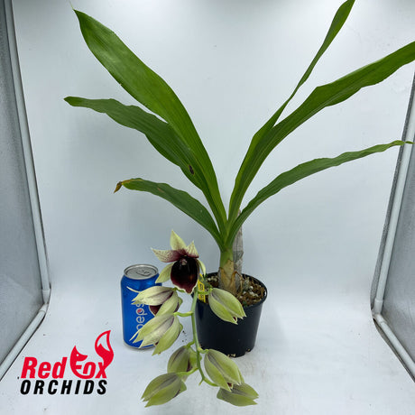 Catasetum Mark's Red Hermosa 'Mark's Jungle Girls'