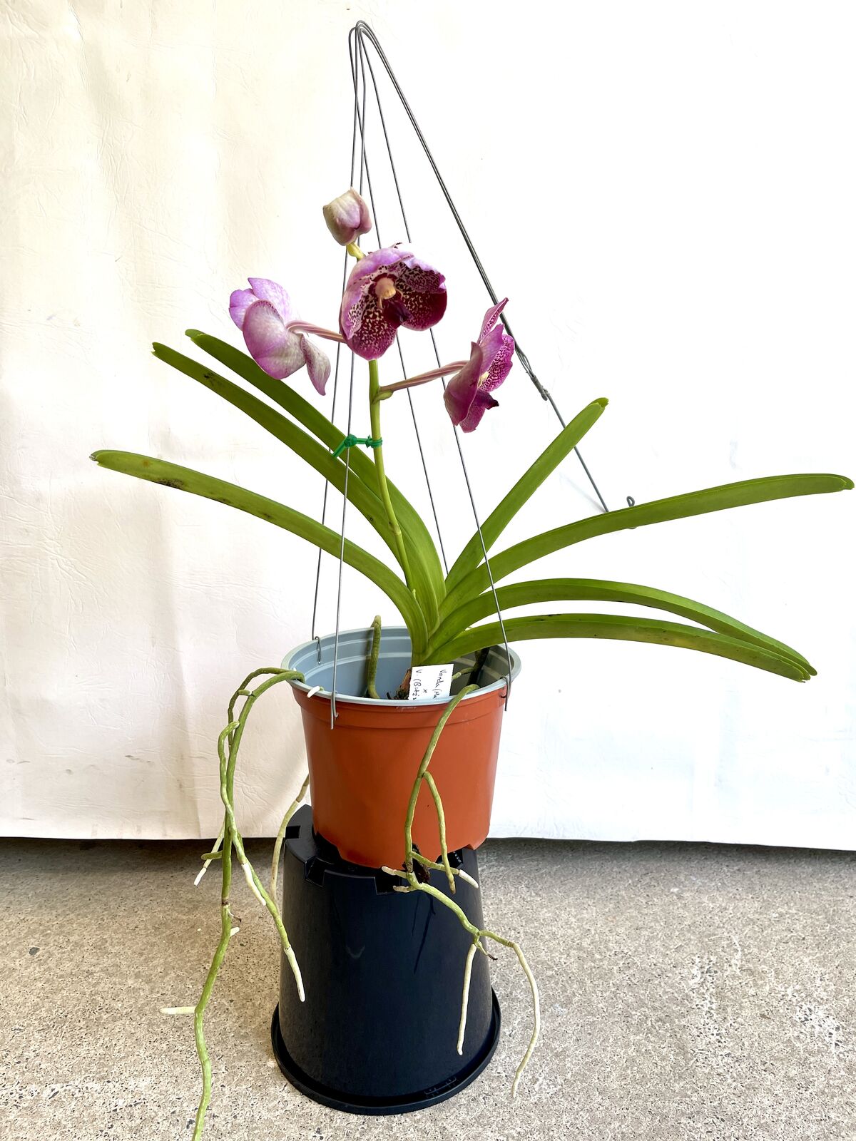 Vanda (Madame Rattana x SuksamianSpots) X V. (Bitzs Hearthrob x Guochia Long)