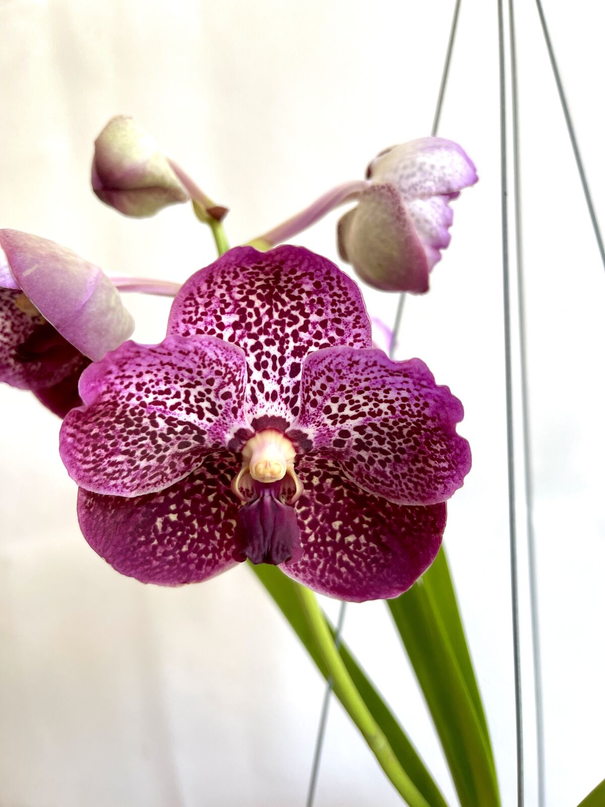 Vanda (Madame Rattana x SuksamianSpots) X V. (Bitzs Hearthrob x Guochia Long)