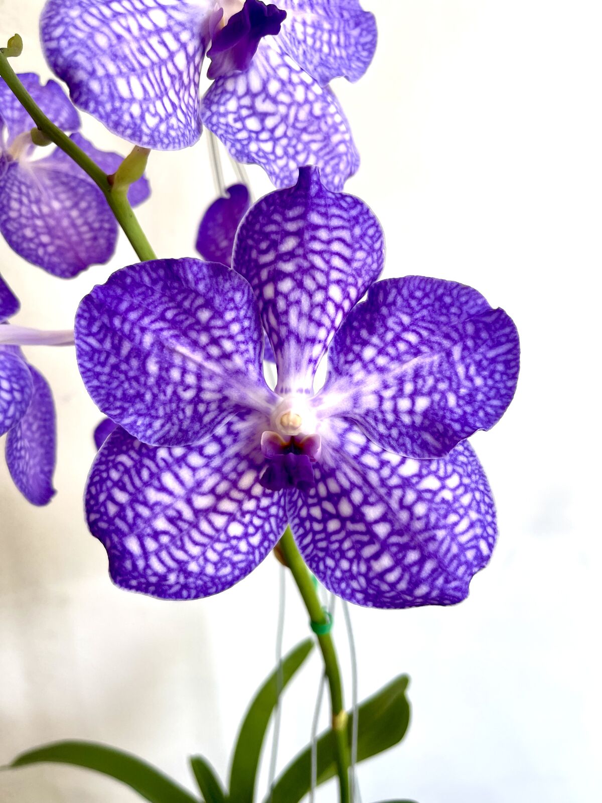 Ascocenda lenakamolphum X Vanda coerulea