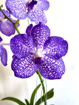 Ascocenda lenakamolphum X Vanda coerulea